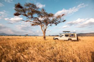 Daily safaris in Kenya 4 by 4 safari land cruiser in a national park