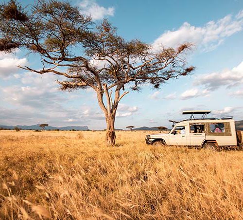 Daily safaris in Kenya 4 by 4 safari land cruiser in a national park