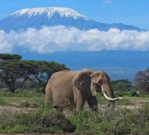 1-Featured-Image-Amboseli-Mount-kilimanjaro-and-elephnat-748by452