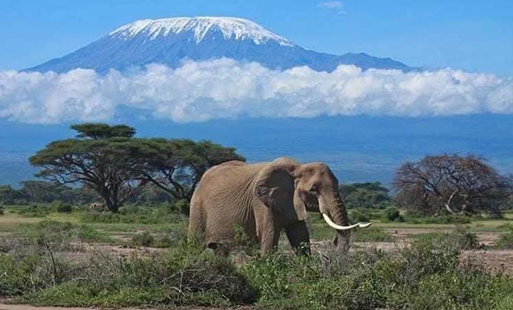 1-Featured-Image-Amboseli-Mount-kilimanjaro-and-elephnat-748by452