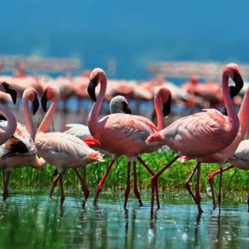 Lake-Nakuru-National-park-safari-Tour-flamingos