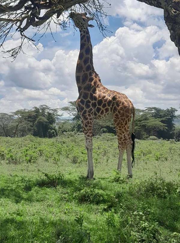 Lake-Nakuru-National-park-safari-Tour-giraffe-in-the-wild