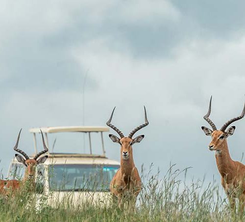 Featured Image nairobi national park