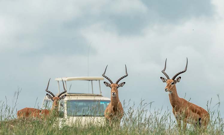 Featured Image nairobi national park