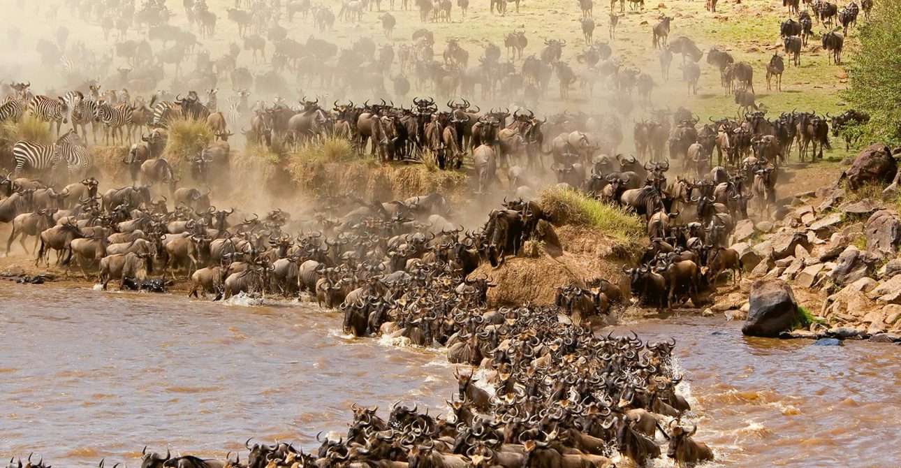 Best Time to Visit Maasai Mara for Migration