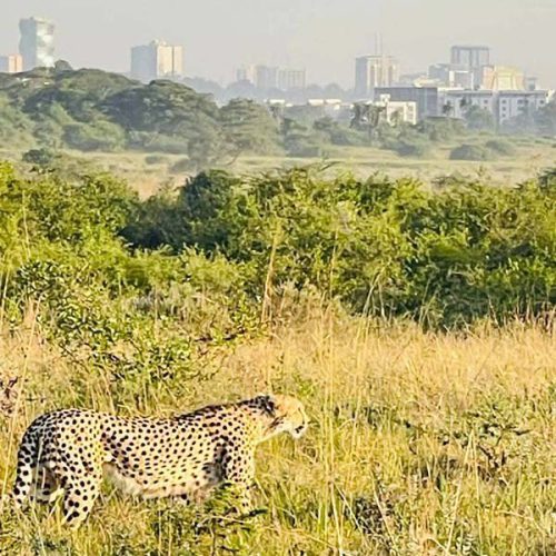Nairobi national Park Cheetah with a background of the city