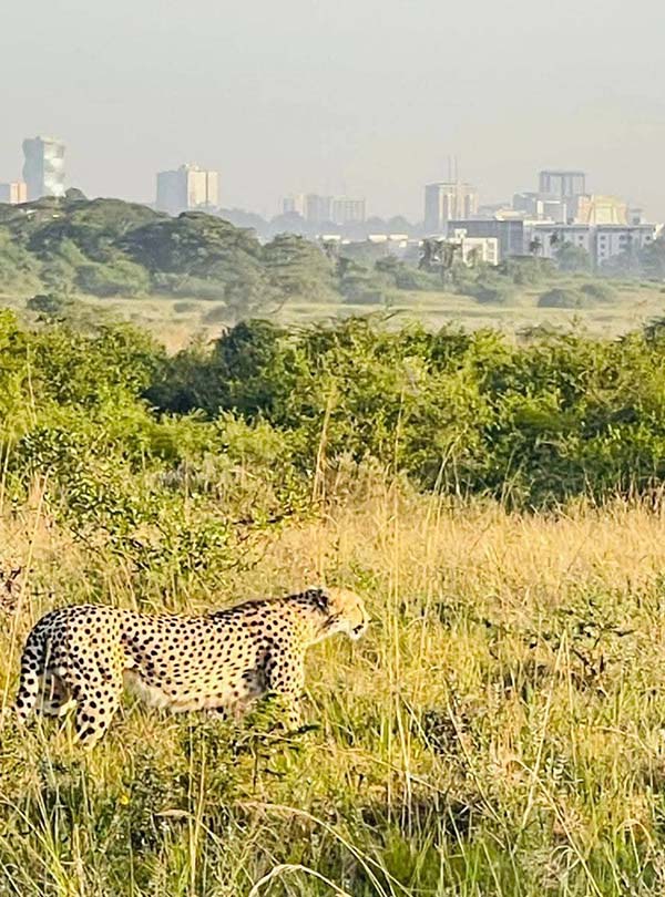 Nairobi national Park Cheetah with a background of the city