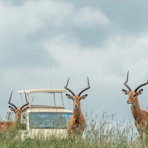 Nairobi national Park gazelle with a tour van in the background