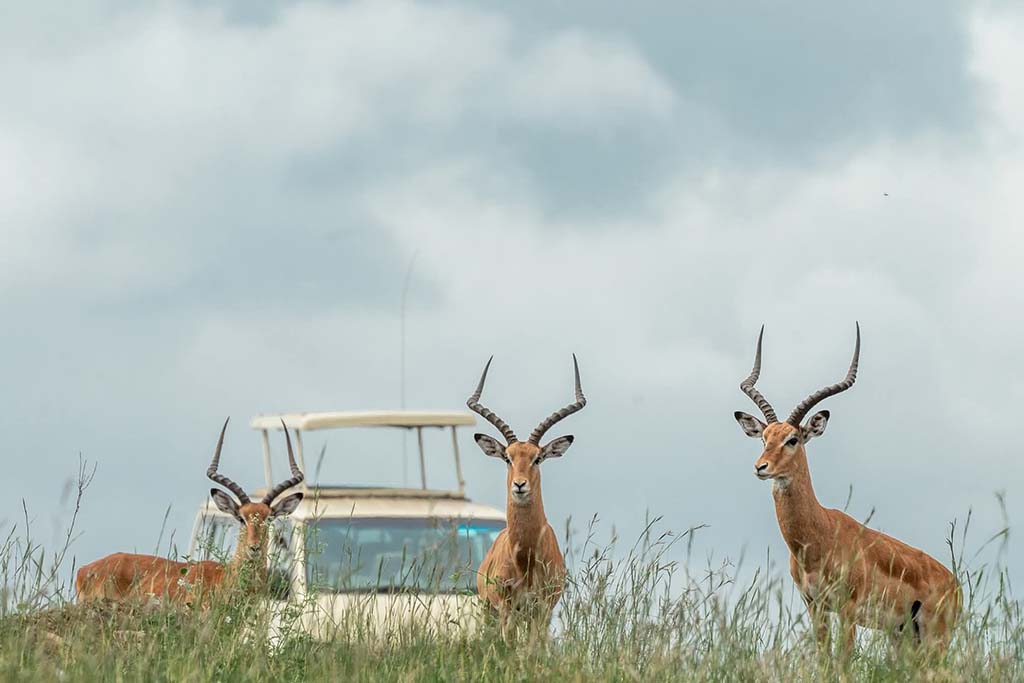 Nairobi national Park gazelle with a tour van in the background