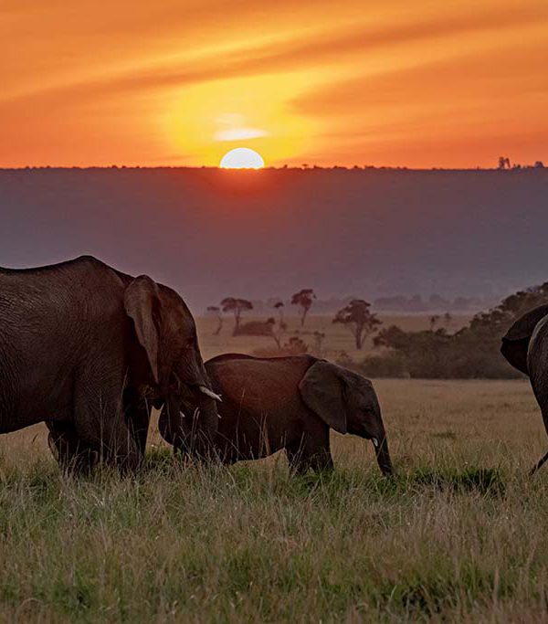 royal-mara-sundowner-with-elephants-Image