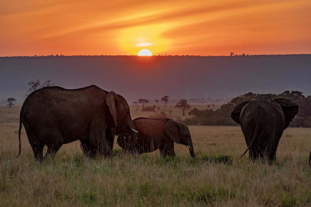 royal-mara-sundowner-with-elephants-Image