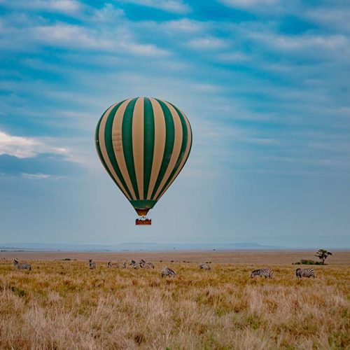 zebra-plains-balloon-safari-Image