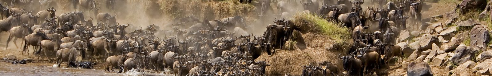 Maasai mara, Kenya Migration